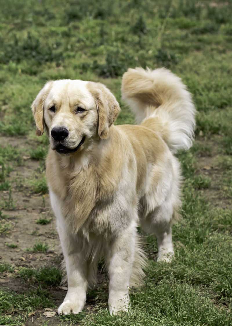 Golden retriever standing on grass