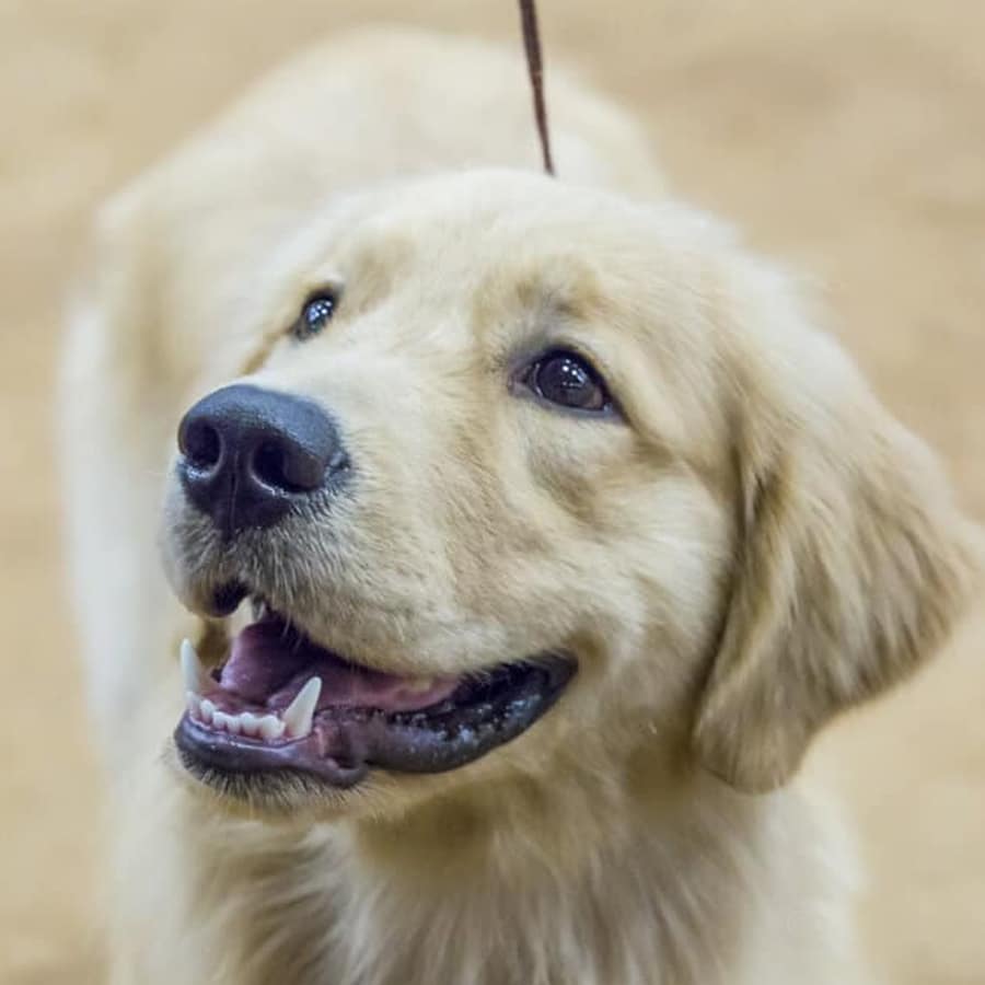 Colt - 2018-08 - Puppy looking at Jackie in the Show Ring