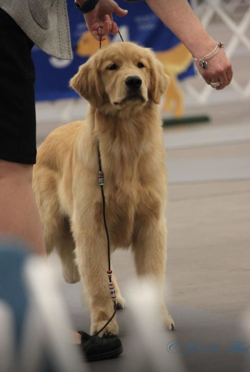 Colt - 2020 03 - Puppy showing with Jackie at the Western Regional