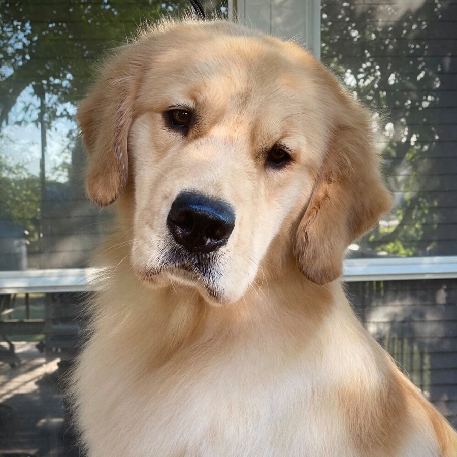 Dog with head tilt