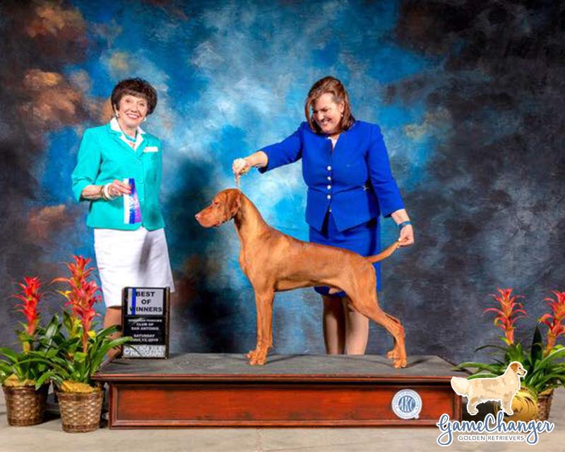 Reacher - Vizsla - 2019-07 - Best of Winners