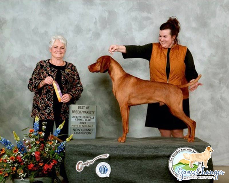 Reacher - Vizsla - 2020-03 - NEW Grand Champion - Best of Breed