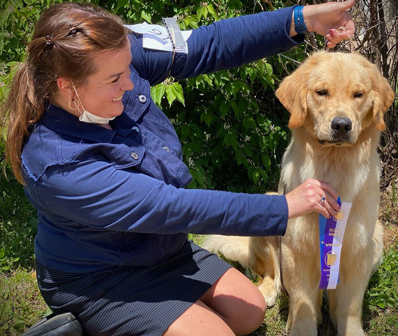 Sophie wins MAJOR RESERVE from the 12-18 month puppy class