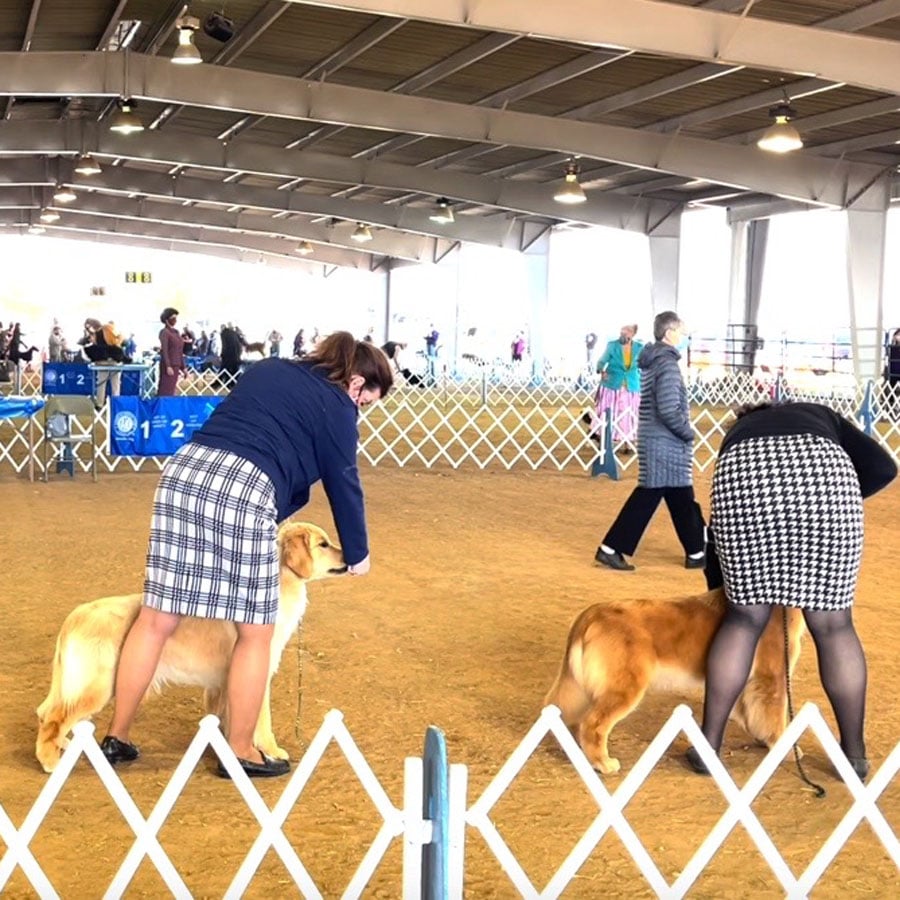 Women in a ring wiht golden retrievers