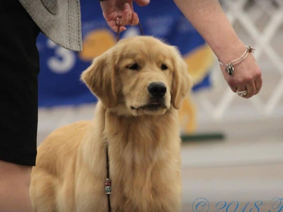 Golden retriever at attention