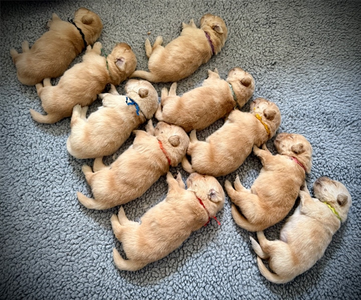 Gamechanger Goldens Puppies