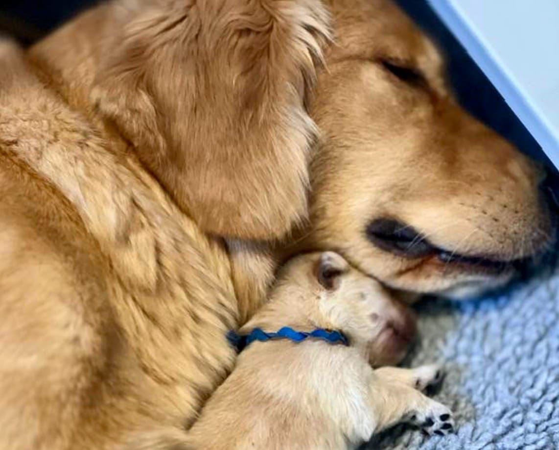 mom and puppies